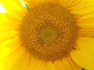 ulrikeneff-sonne_im-herzen